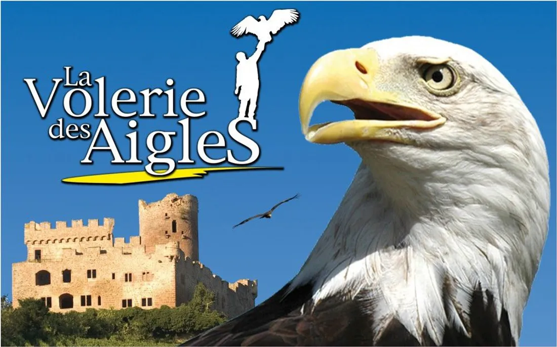 volerie aigles