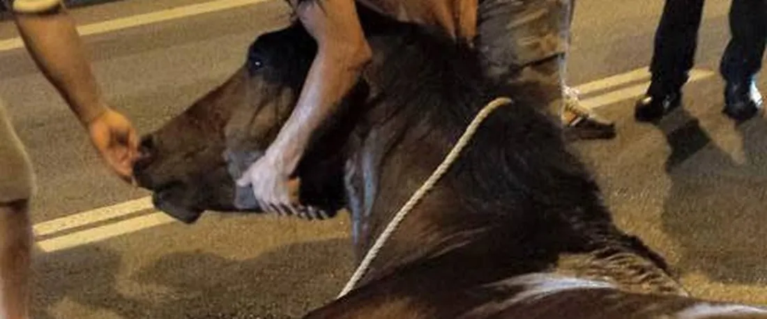 La mort tragique d'une jument en Espagne sous une chaleur de 36°C