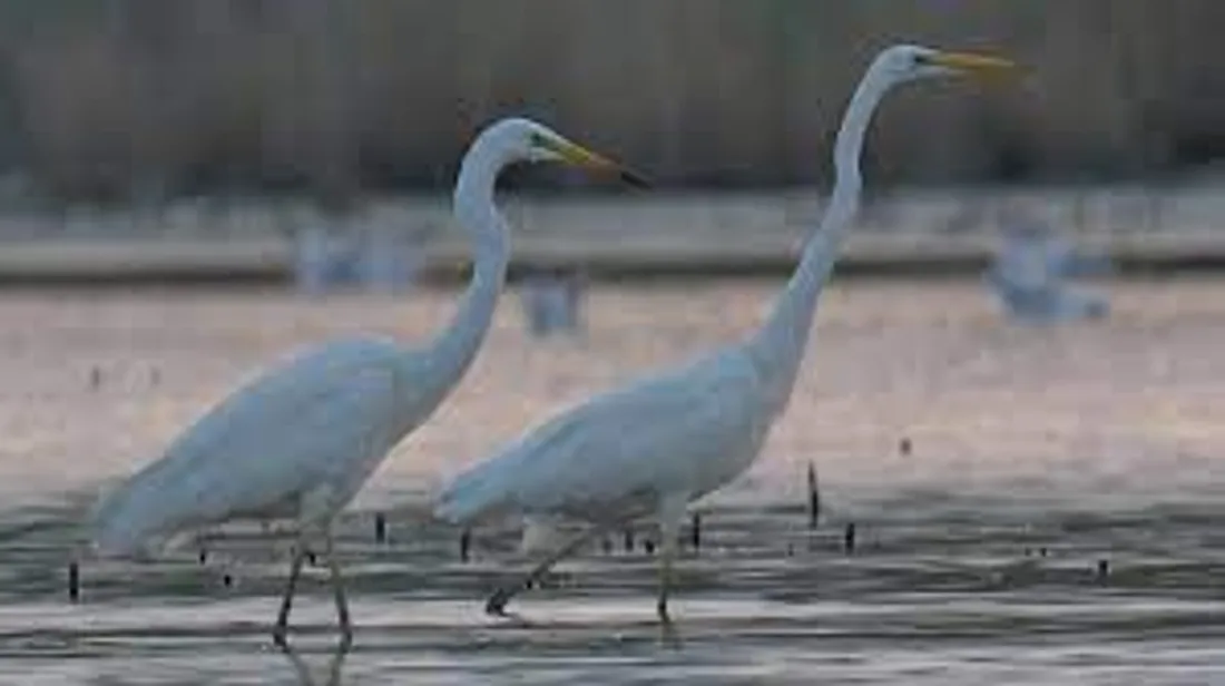 [ ENVIRONNEMENT ] Les oiseaux de Camargue menacés de disparition. 