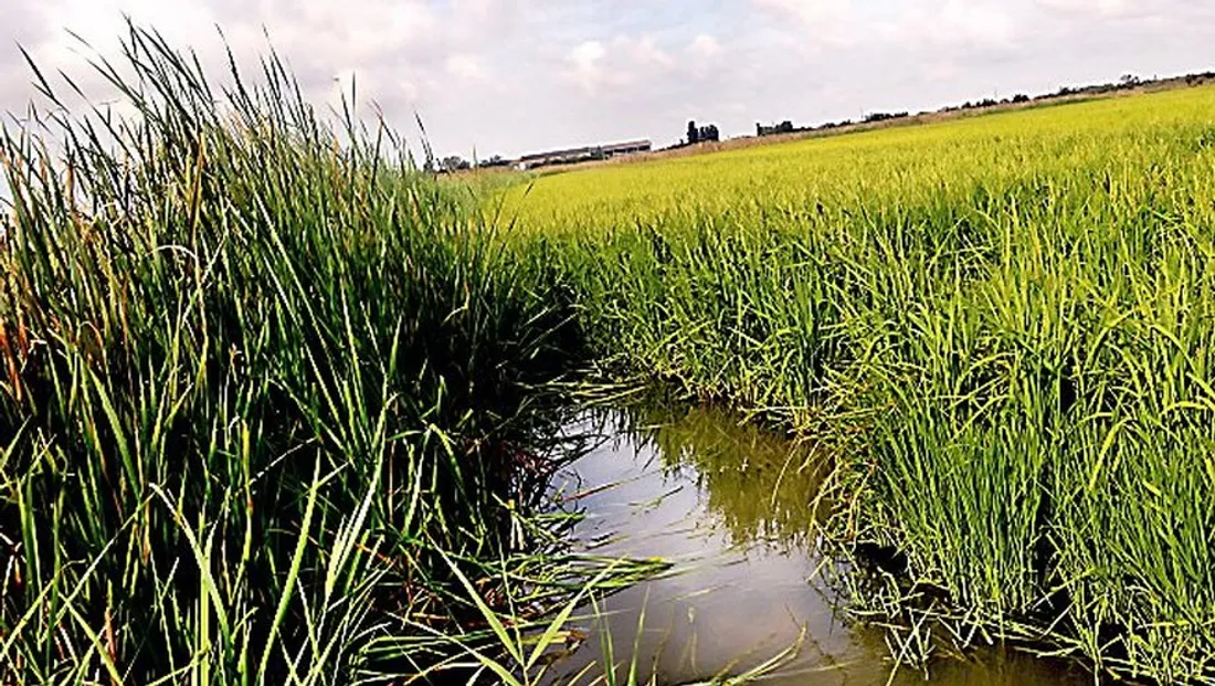 [ ENVIRONNEMENT - STES MARIES DE LA MER ] L'AVANZA FAIT LE BUZZ EN CAMARGUE