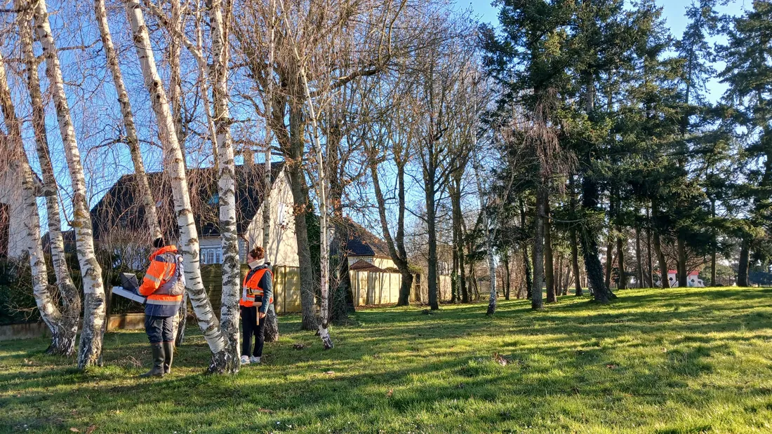 Patrimoine arboré, 150 arbres, diagnostic, square, Luisant, Eure-et-Loir