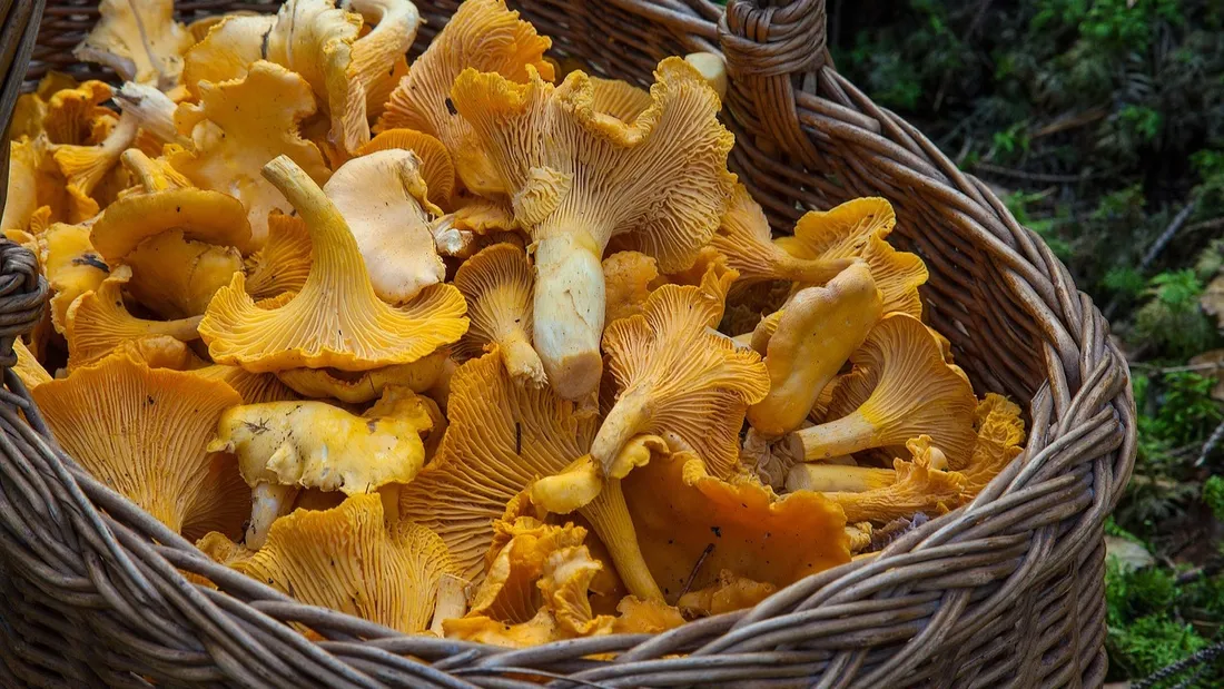 Cueillette champignons