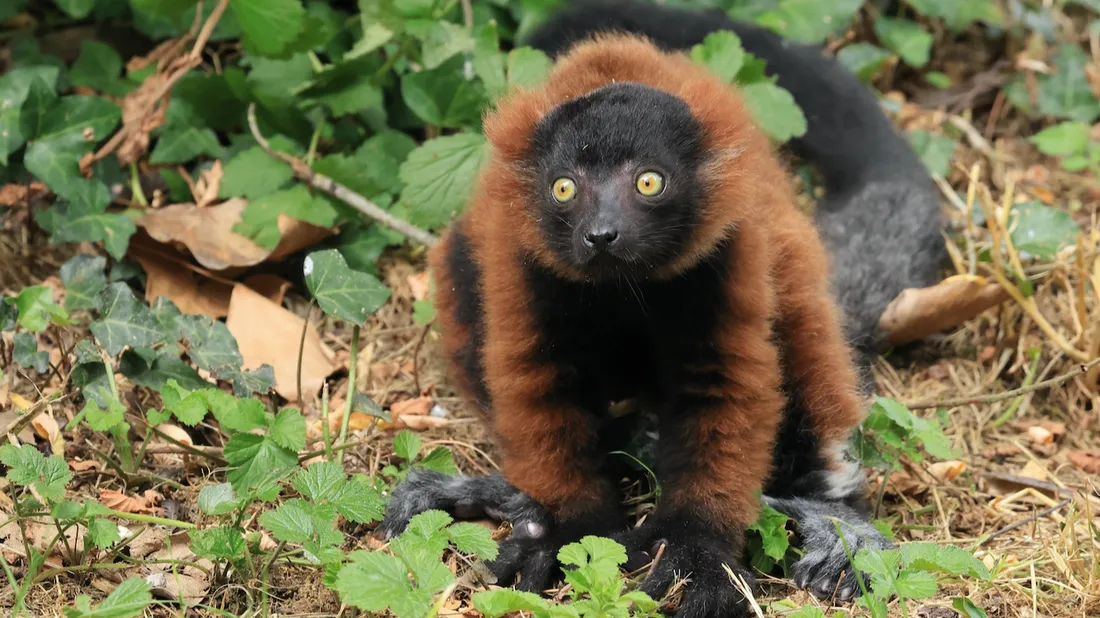 Bioparc de Doué-la-Fontaine