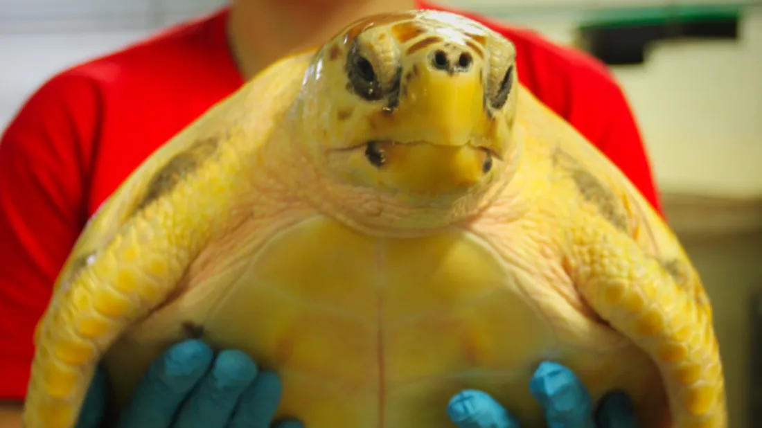 Trouvez un nom pour cette tortue !