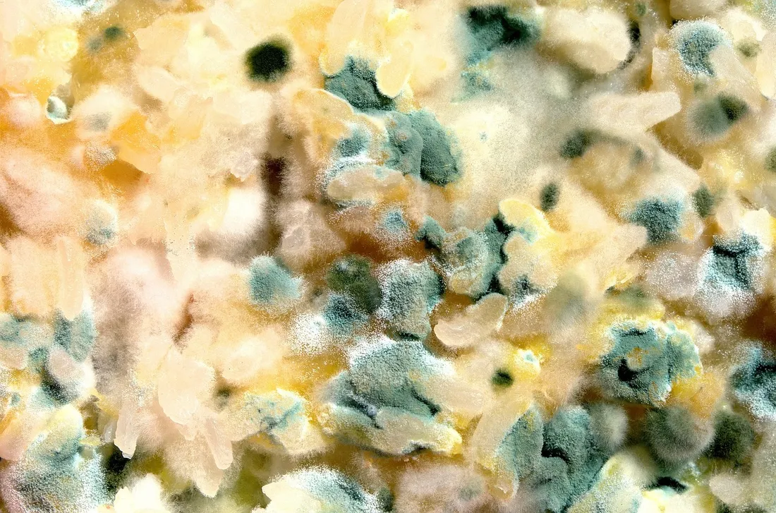 Envoyer vos aliments moisis pour faire avancer la science, ça vous tente ?
