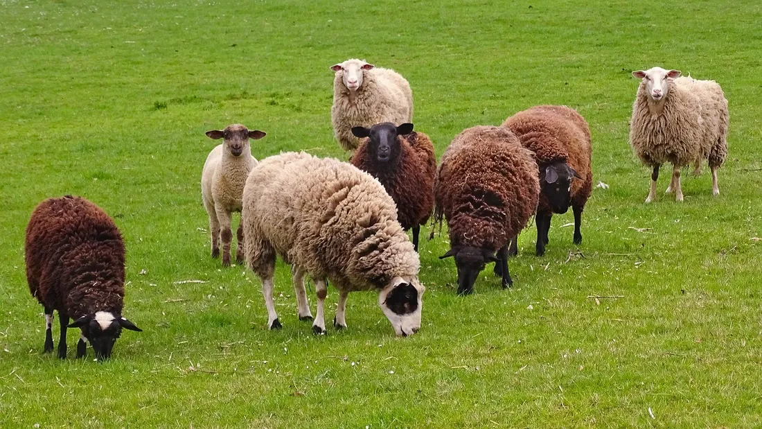 moutons 