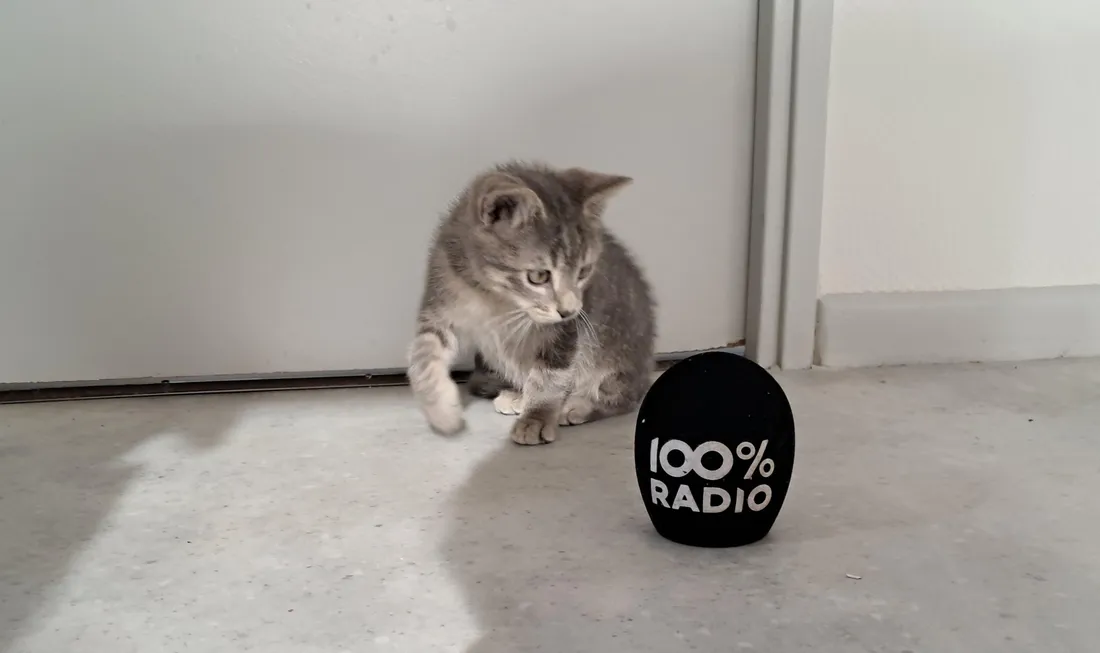 Alpha commissariat Mazamet