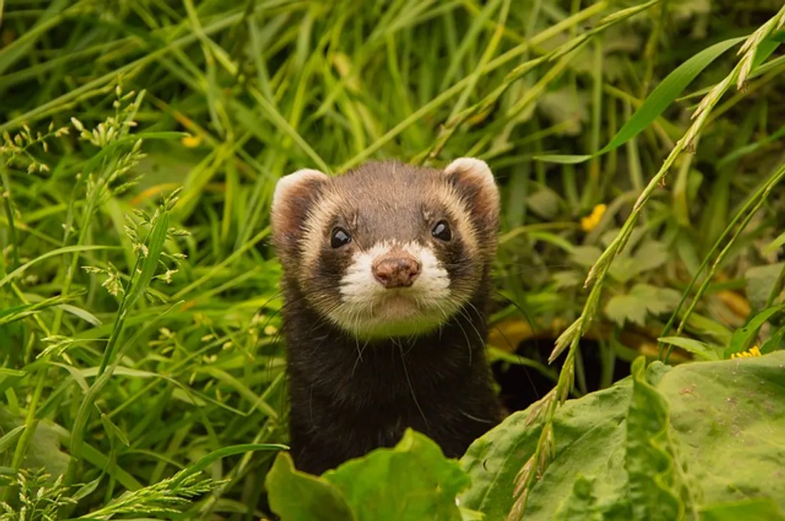 Furet