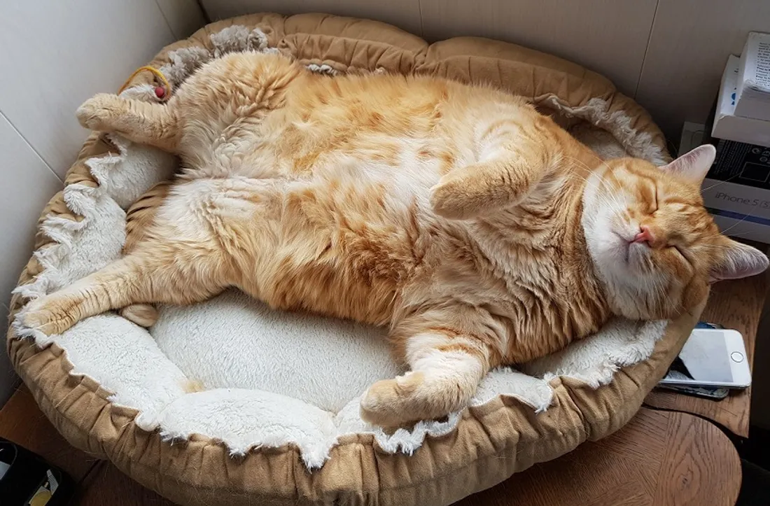 chat