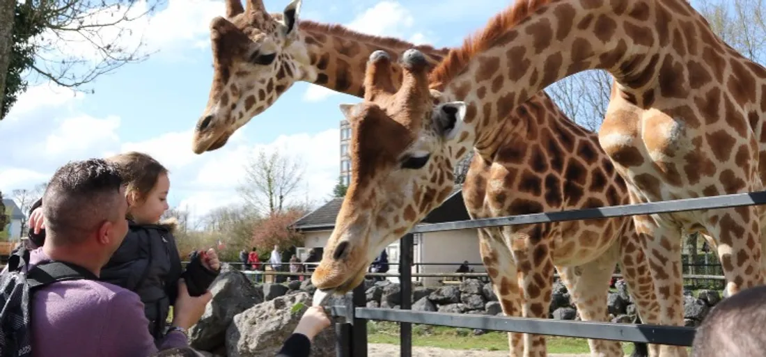 zoo
