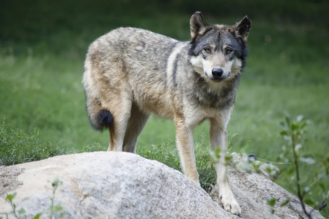 Image d'illustration. Le loup est-il responsable d'attaques dans l'Indre ?