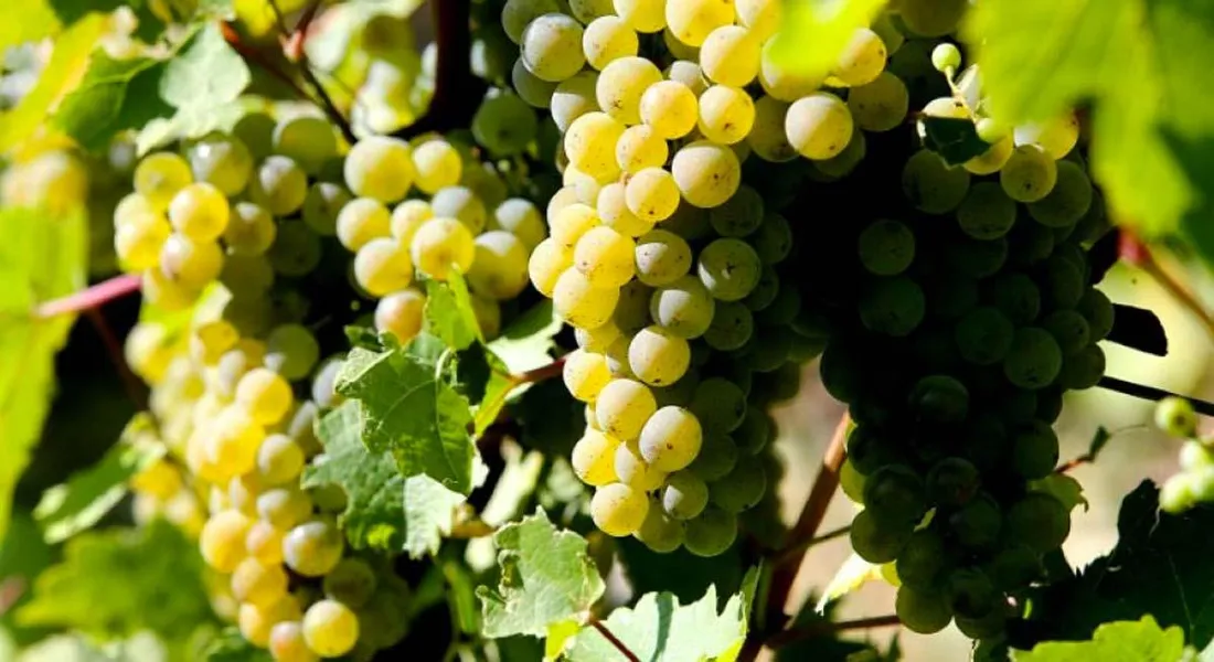 vendanges