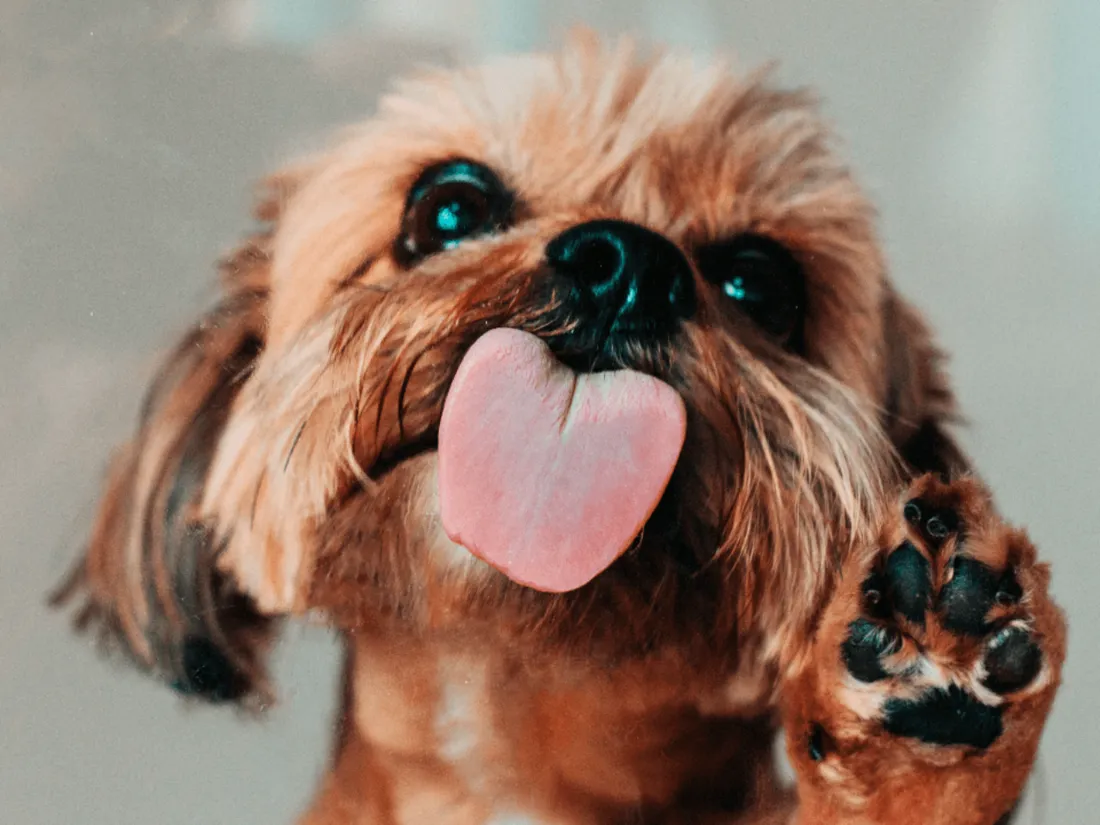 "Taste the TV" : un écran à lécher qui reproduit les saveurs