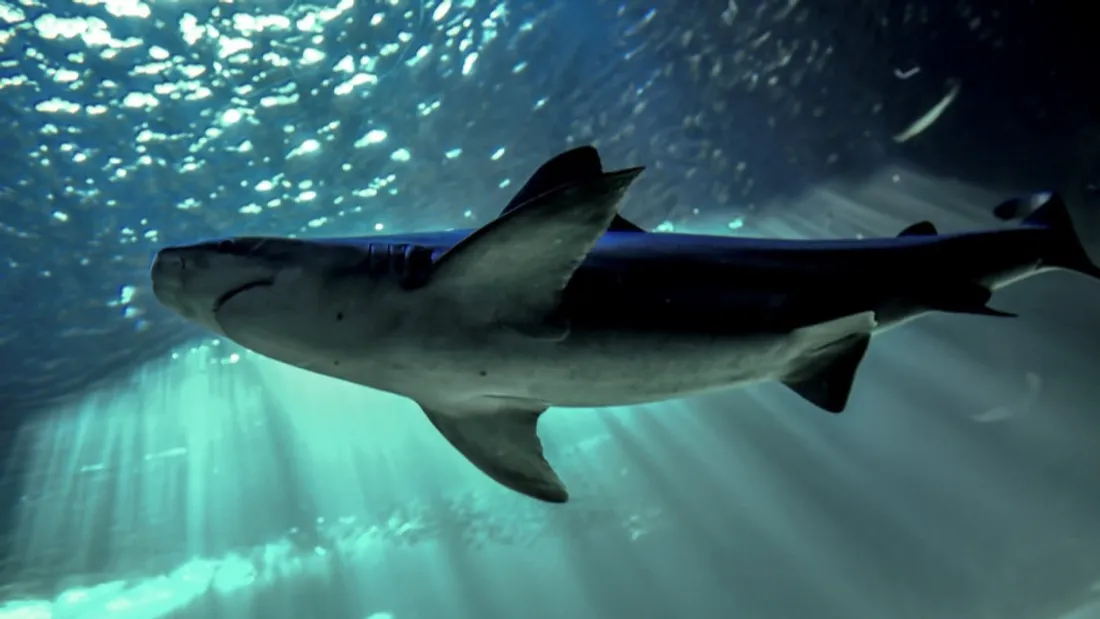 Un homme mordu par un requin, il le retient jusqu’à l’arrivée des secours !