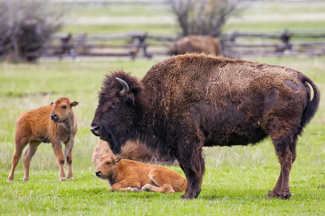 Échappée belle pour un touriste face à un bison sauvage à Yellowstone
