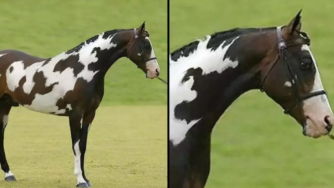 Seules les personnes à haut QI peuvent repérer le deuxième cheval dans cette illusion d'optique