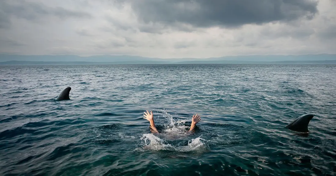 Un passager ivre tombe d'un bateau et se retrouve avec des requins ! 