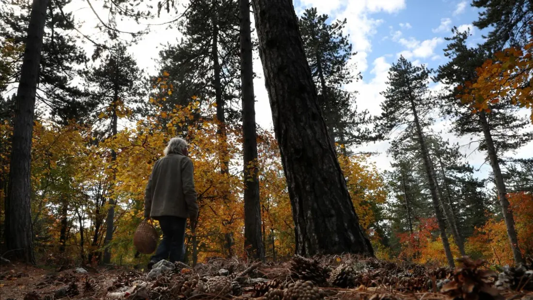 [ SOCIETE ]  Saison des champignons : plus de 600 intoxications déjà recensées 