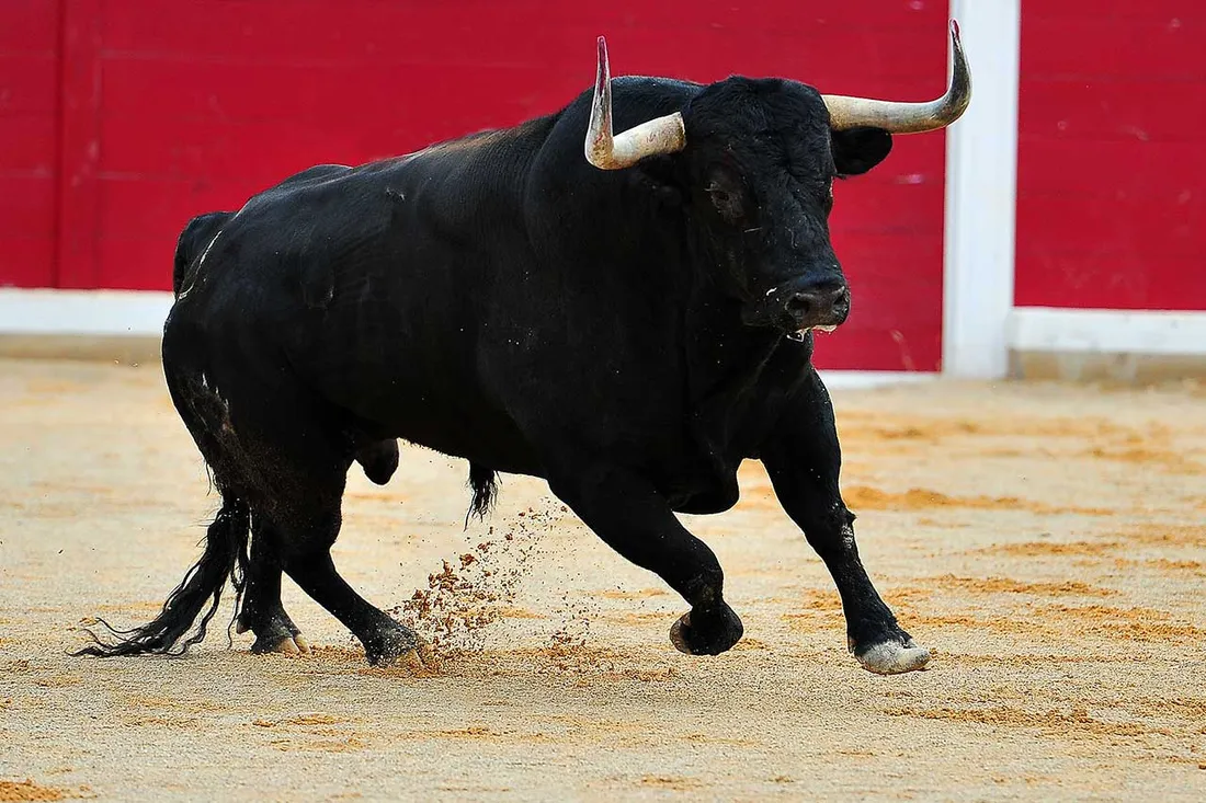 [ TRADITION ] La corrida en danger en France 