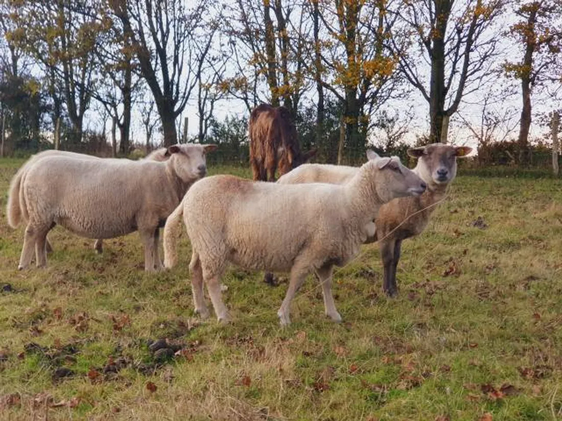 Agriculture : Illustration