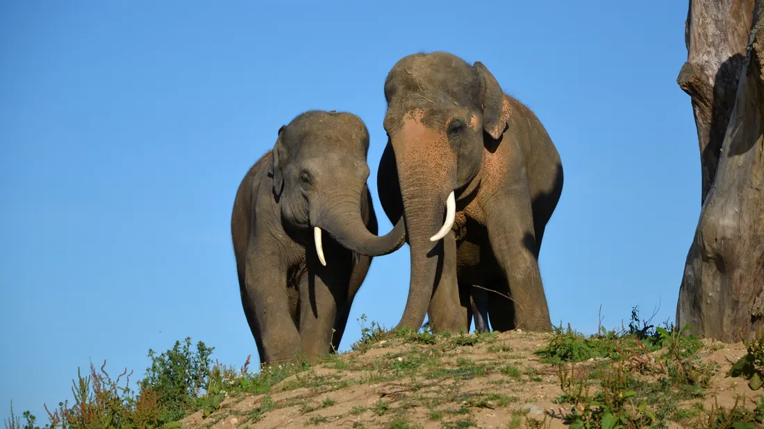 la tainère éléphants zoo refuge