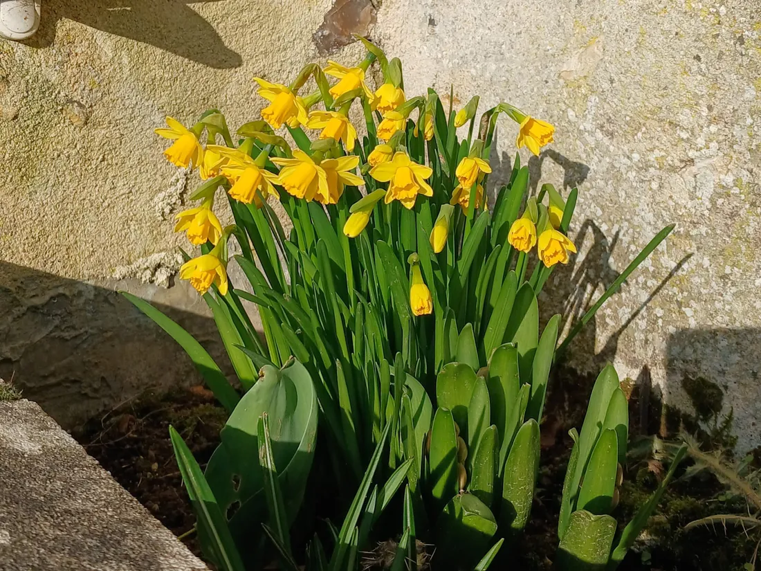 JONQUILLES