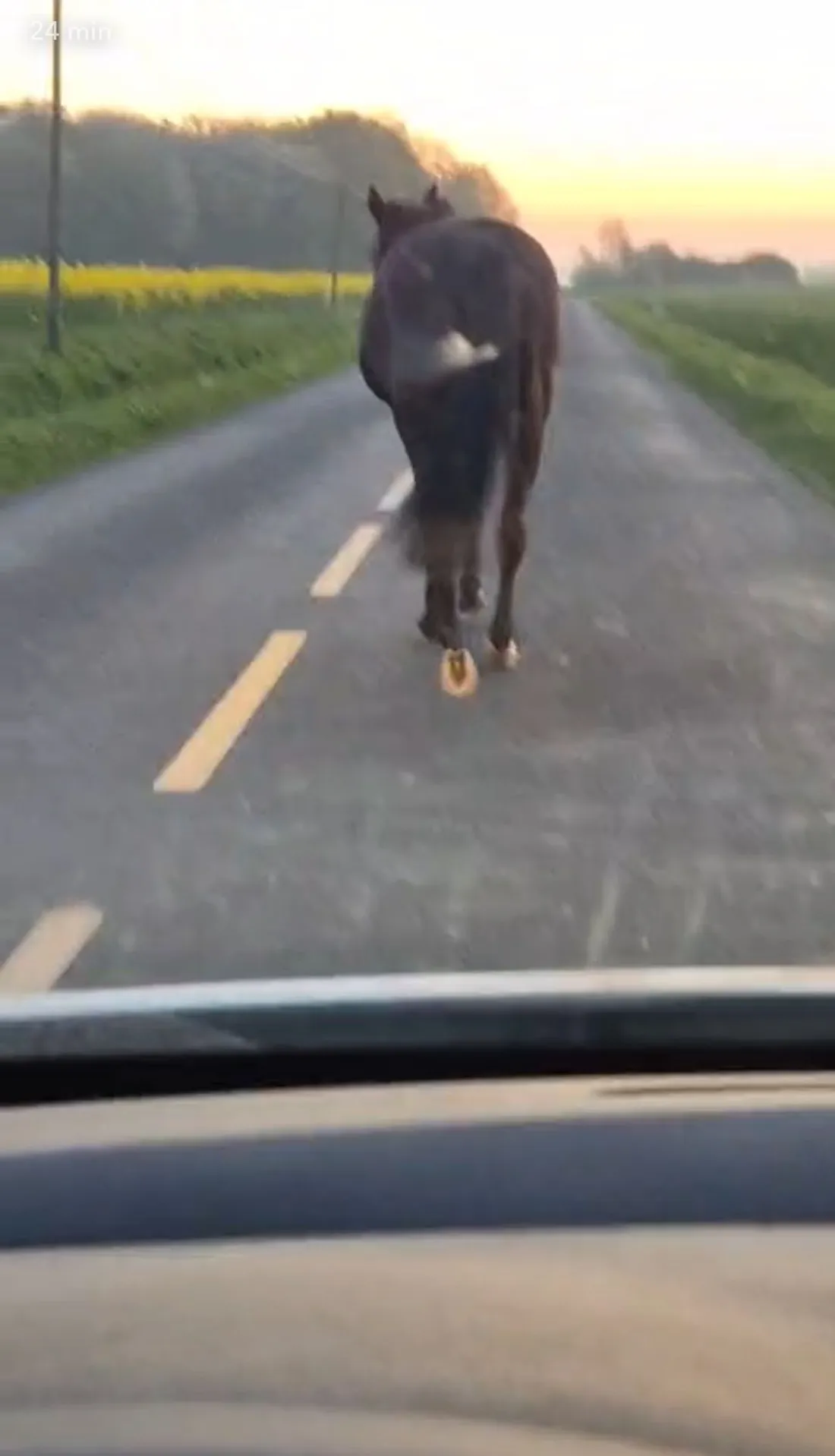 Cheval divagation  11 avril 2025