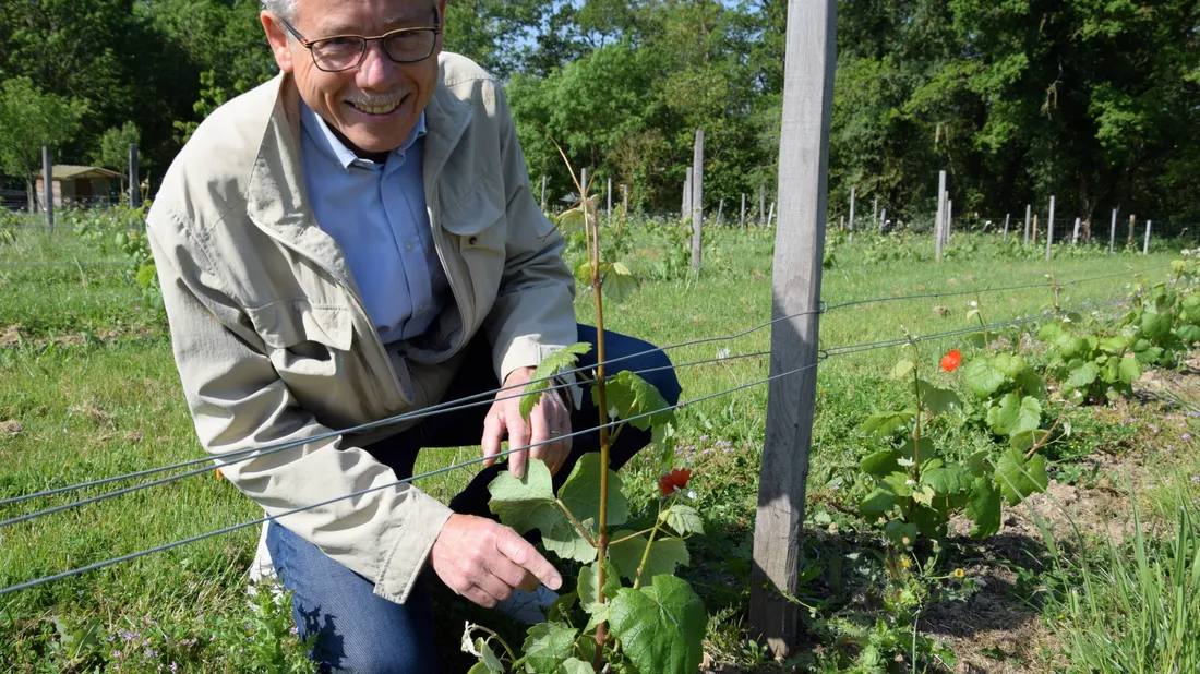 vigne lèves françois mebs président