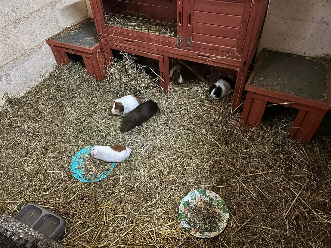 Les cochons d'Inde qui participent à la médiation animale © Radio Intensité