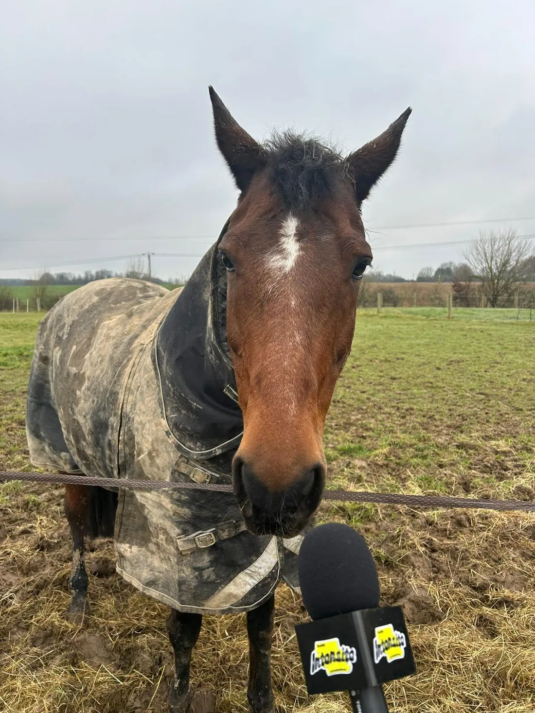 Cheval qui participe à la médiation animale © Radio Intensité