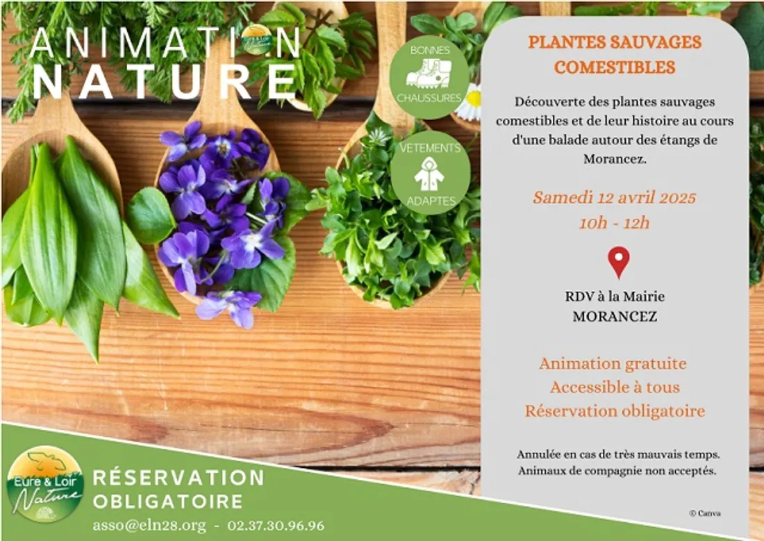 MORANCEZ - Nature : Plantes sauvages comestibles