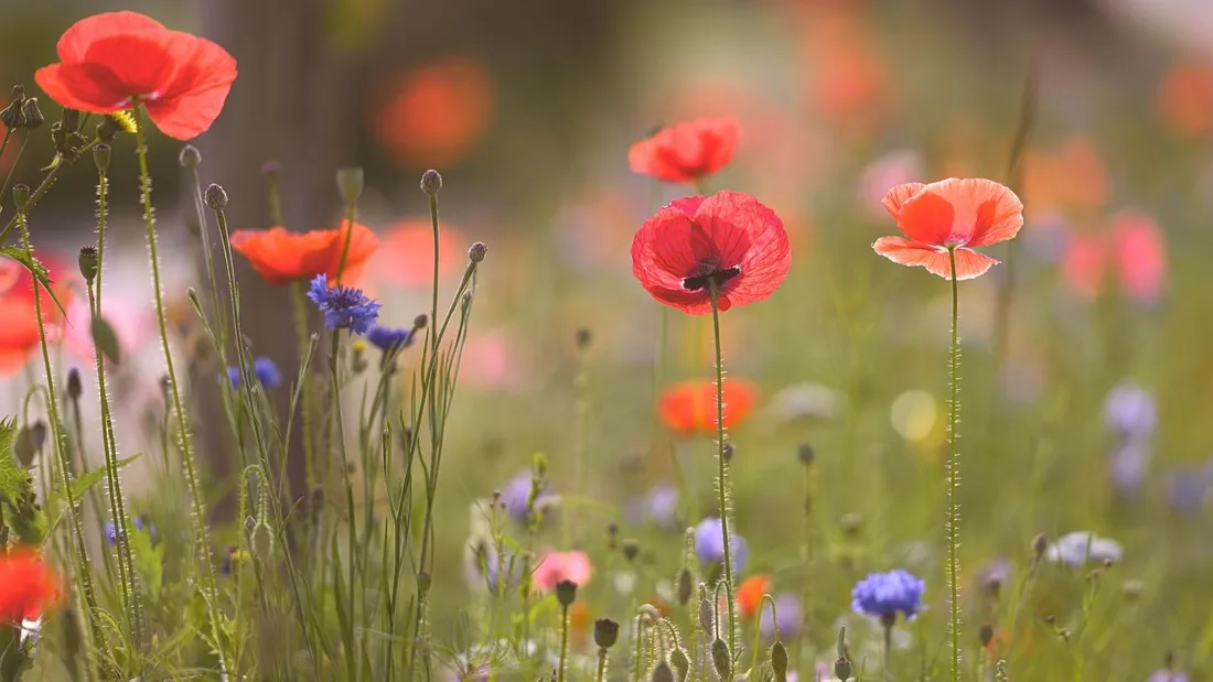 Fête des Coquelicots