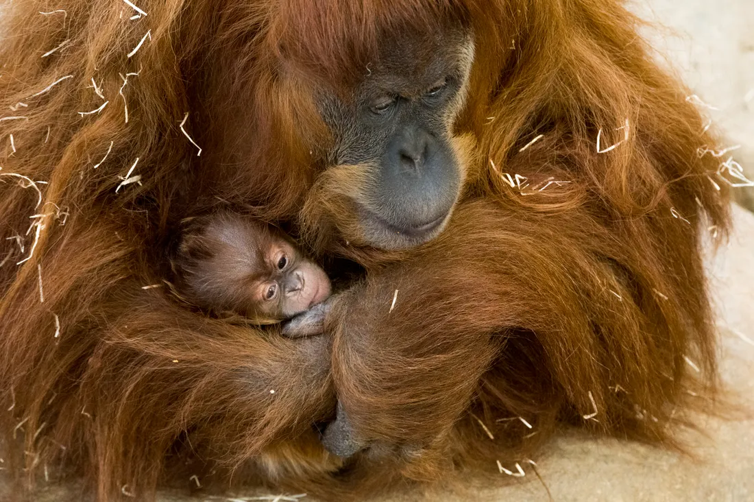 Pulco le petit dernier des Ourangs-outans est né en janvier 2022