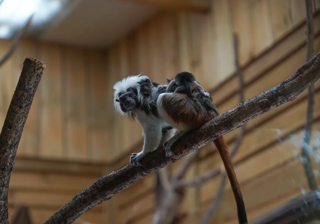  Le tamarin pinché est l’une des espèces de primates les plus menacées au monde. 
