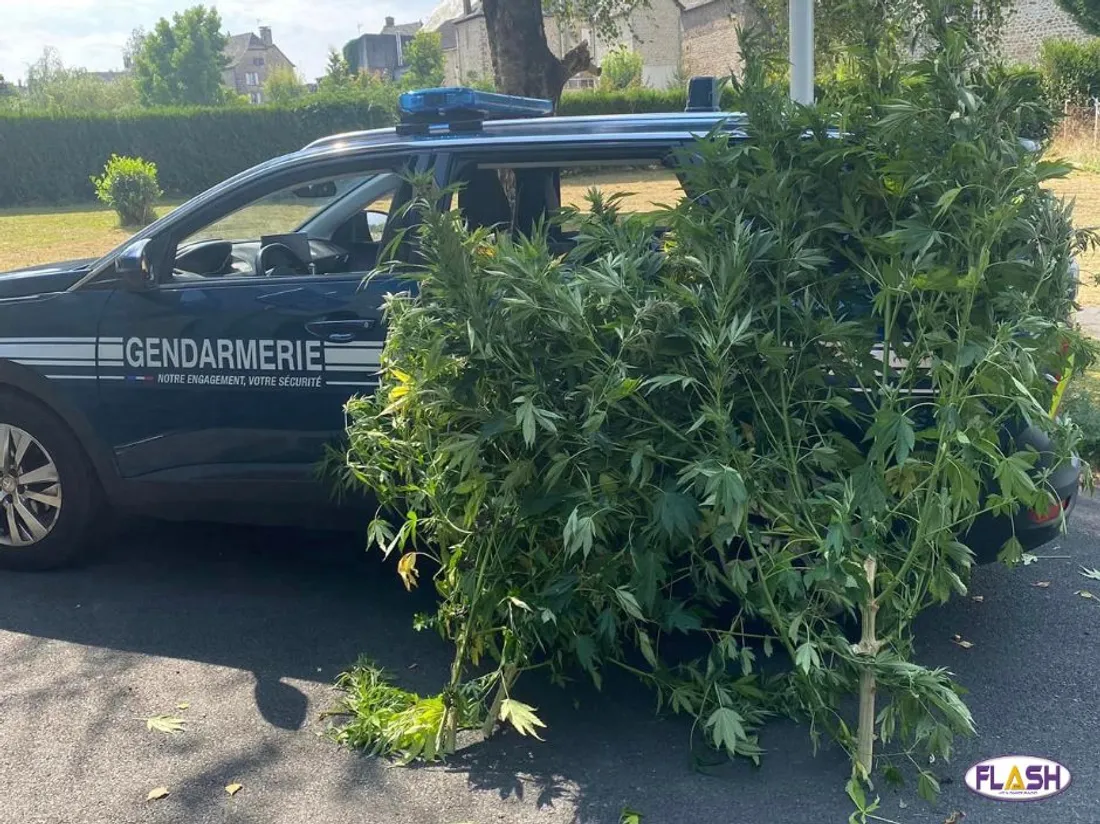 Plants cannabis ©Gendarmerie Corrèze
