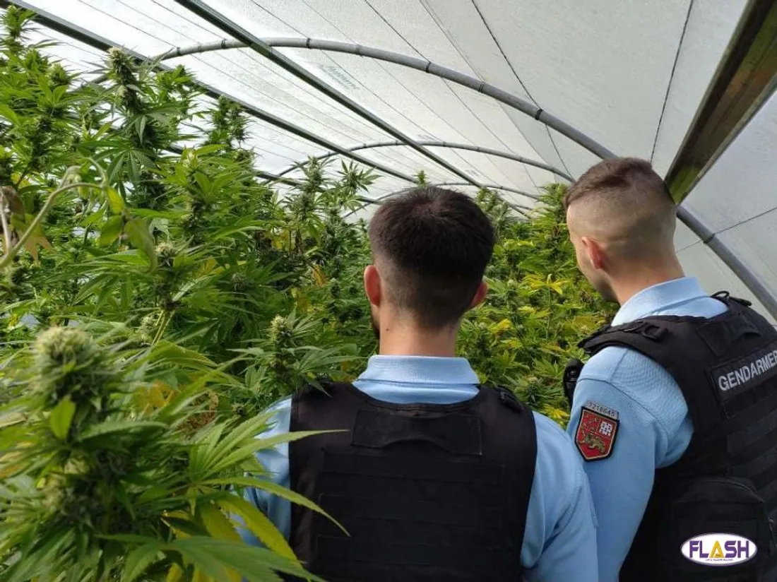 Gendarmerie Corrèze saisie Cannabis Uzerche 190225