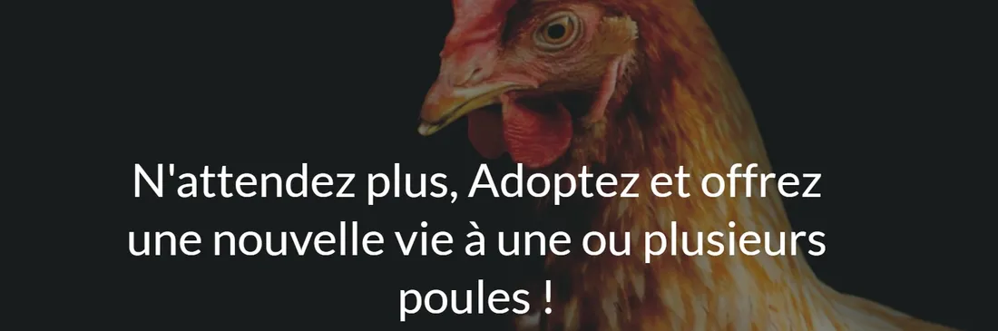 poules