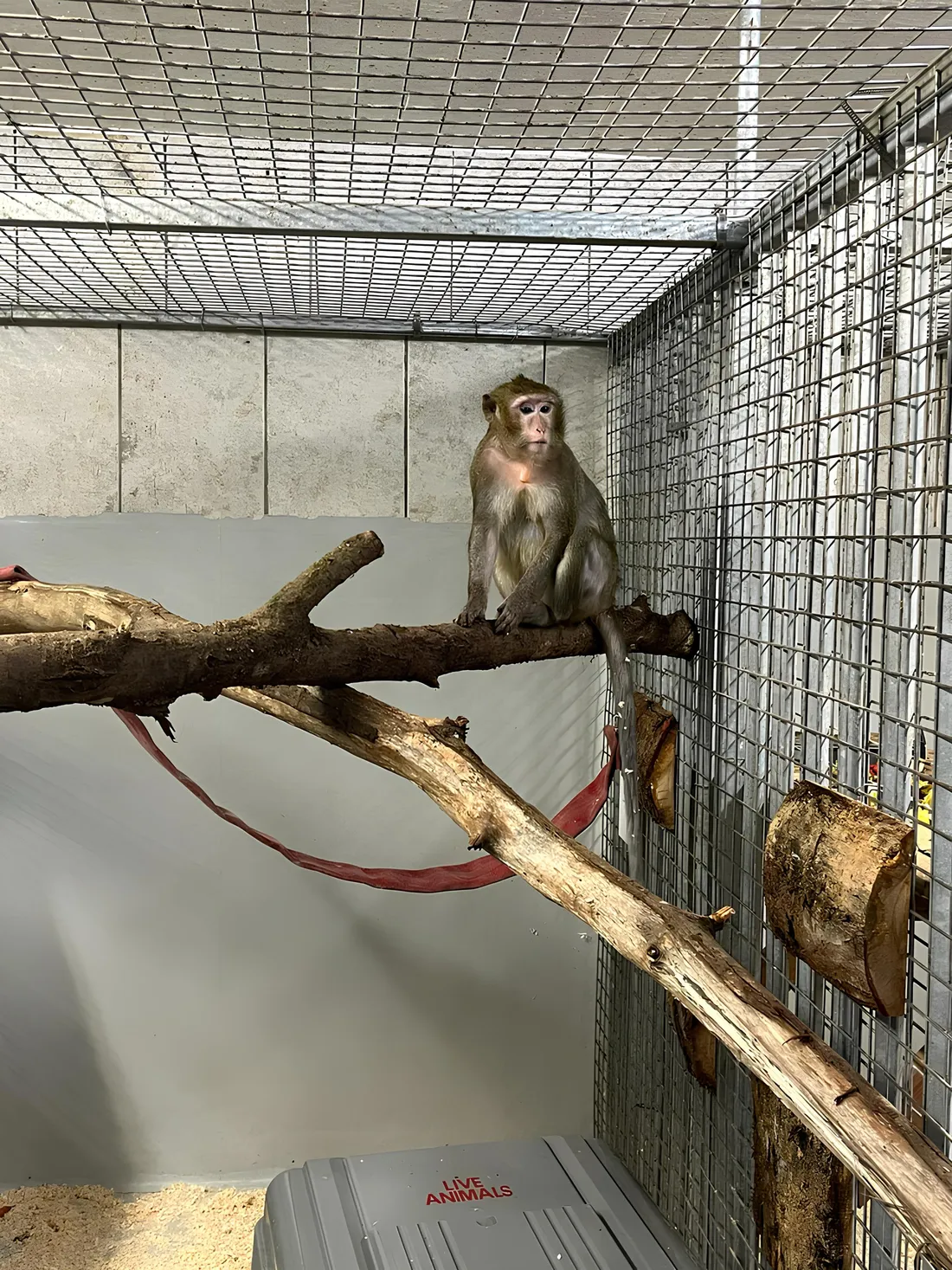 Un des trois macaques crabiers recueilli