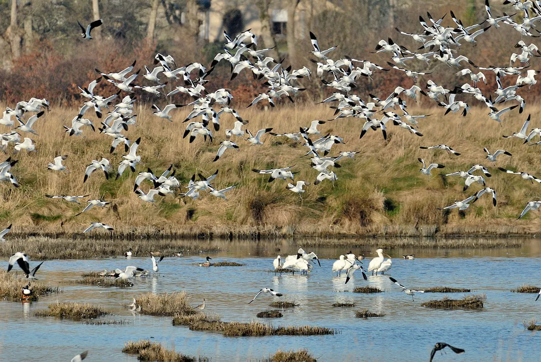Les Marais de Séné
