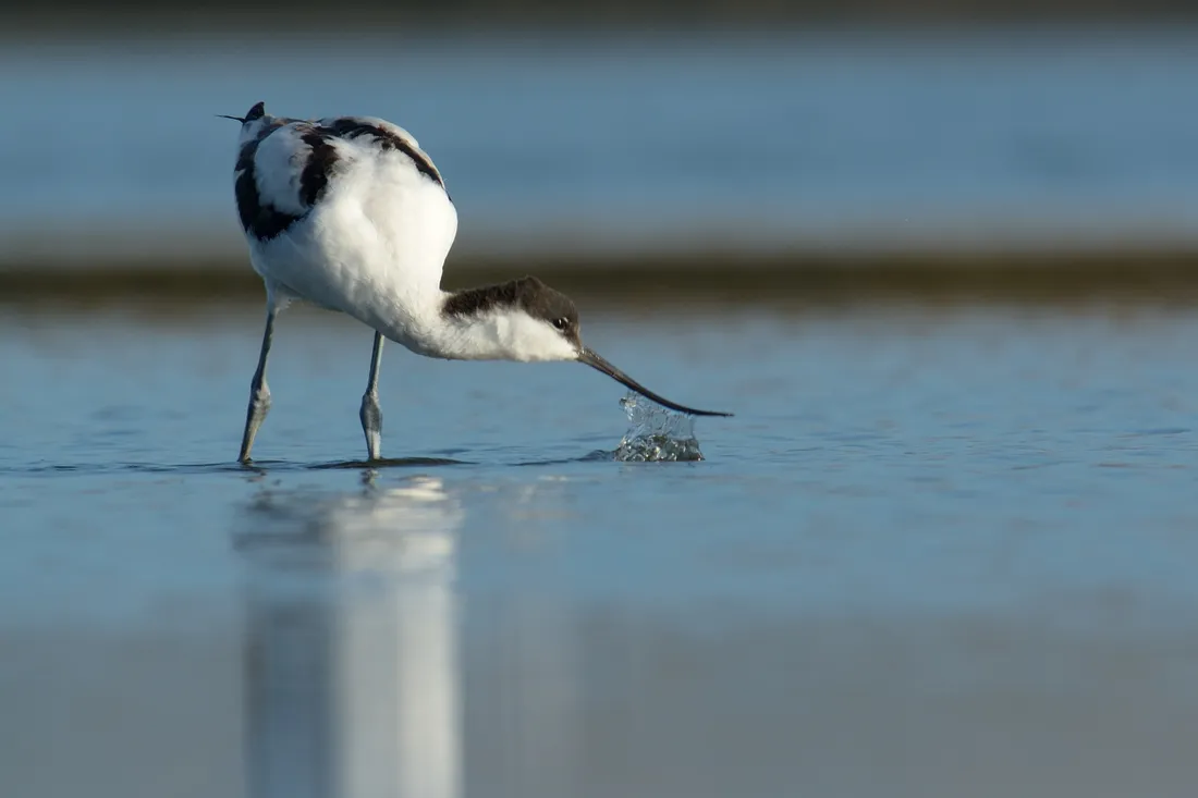 Avocette élégante
