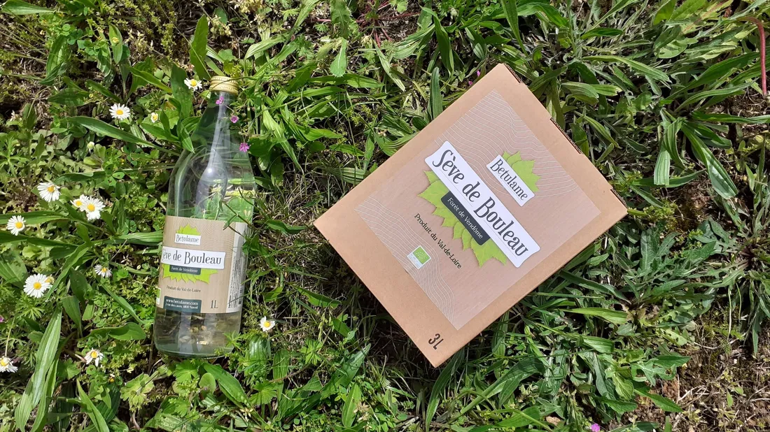 La sève de bouleau récoltée en forêt de Vendôme