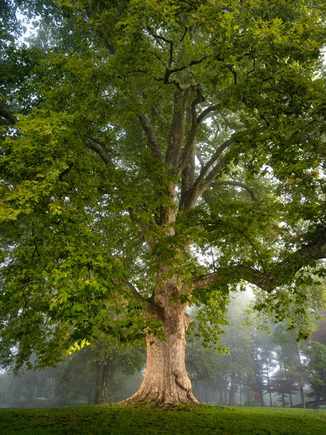 Le platane de Guérigny dans la Nièvre.
