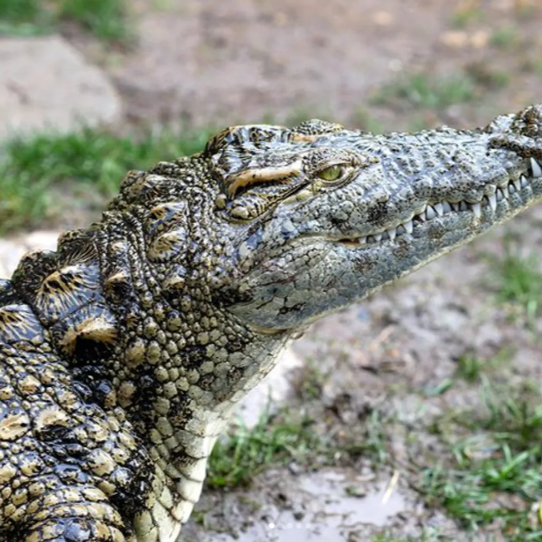 L'un des reptiles de Philippe Gillet