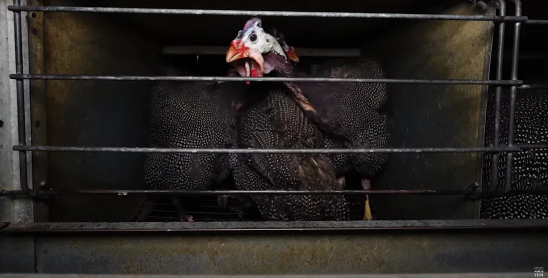 Une pintade de l'élevage incriminé par L214.