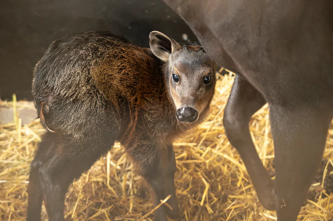 ZooParc de Beauval