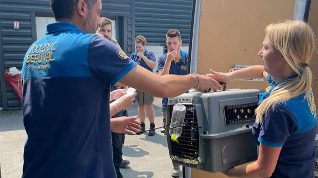 Beauval prend en charge des animaux du zoo du Bassin d'Arcachon.