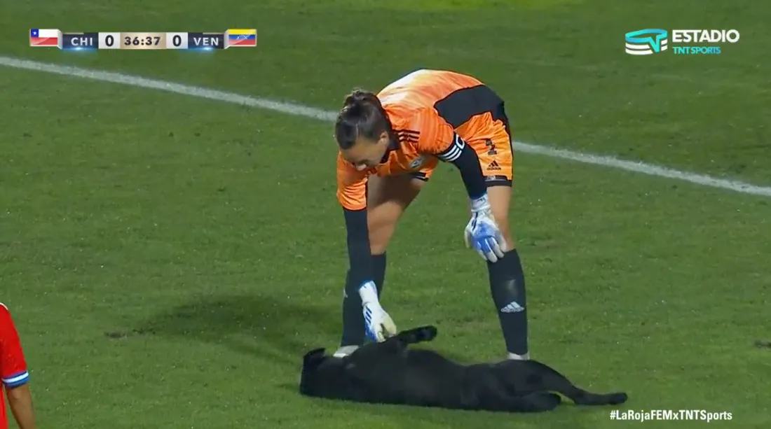 Un chien fait irruption sur le terrain en plein match pour réclamer des câlins aux joueuses (vidéo)