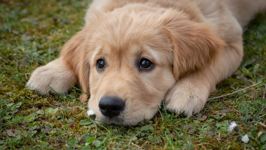 Son chien pourrait être la raison de l'annulation de son mariage en Italie (image d'illustration).