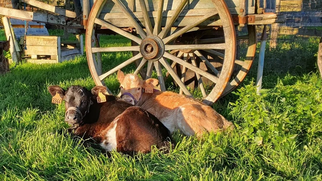 Loir-et-Cher : la Ferme des Oliviers dépasse les 300 animaux accueillis