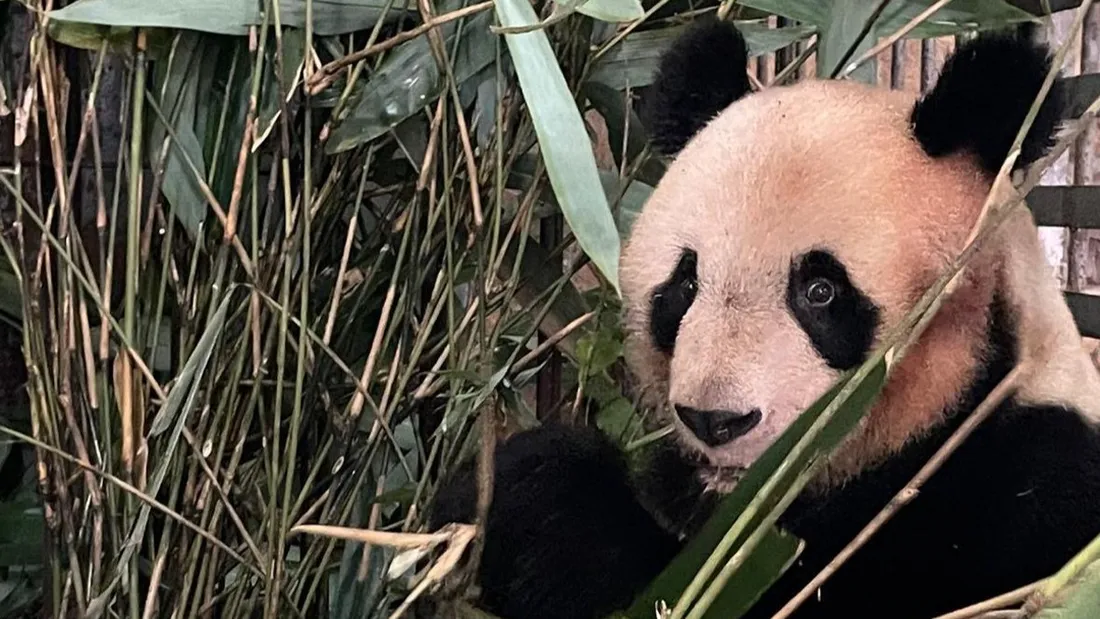 Yuan Meng est actuellement dans un centre d'élevage à Chengdu.